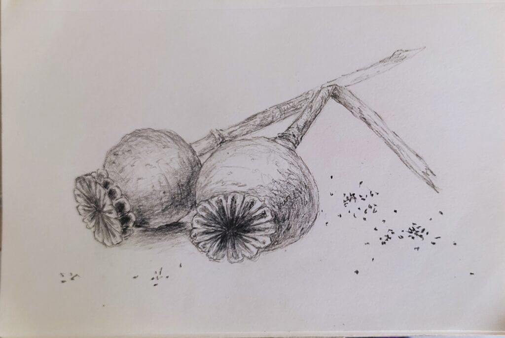 poppy