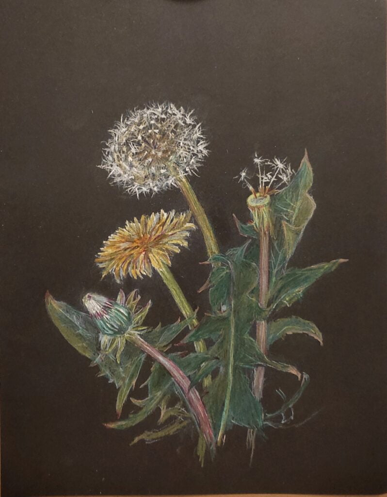 dandelion