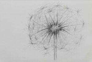 dandelion 2
