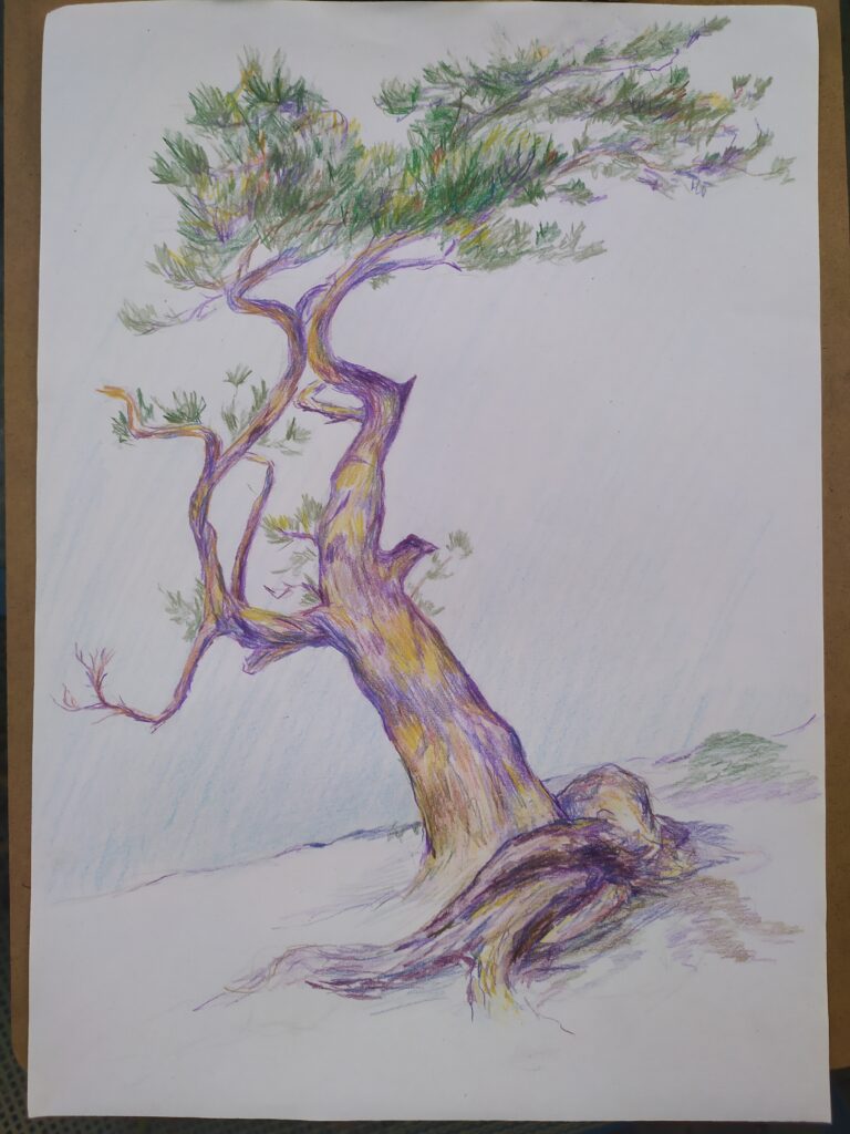 pine