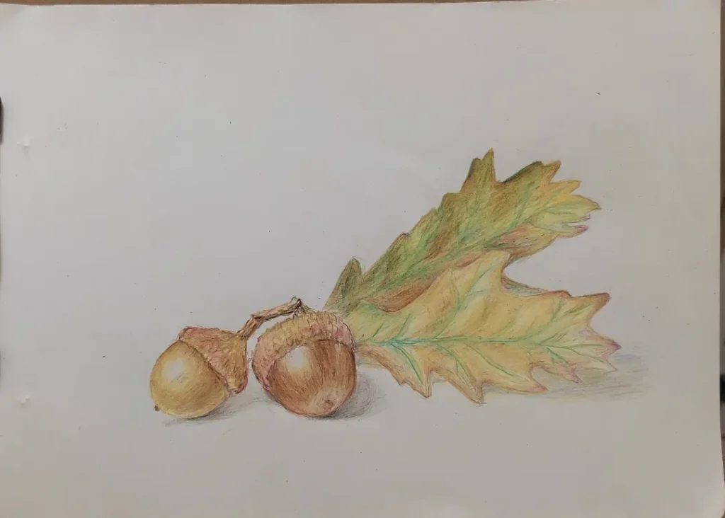 acorns